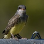 CassinsKingbird11.jpg
