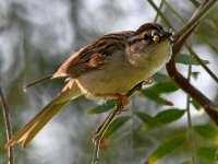 ChippingSparrow2.jpg
