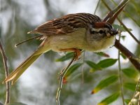 ChippingSparrow3.jpg