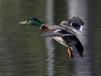 Mallard.jpg