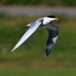 Tern5.jpg