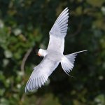 Tern6.jpg