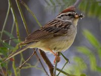 ChippingSparrow5.jpg