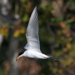 Tern7.jpg