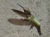 _ROY2737_00001.jpg