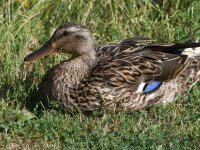 Mallard.jpg