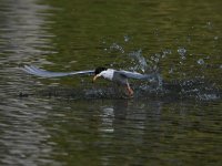 Tern4.jpg