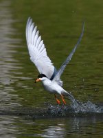 Tern5.jpg
