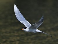 Tern6.jpg