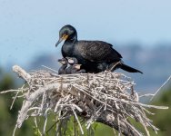 CormorantNest-510.jpg