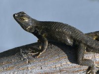 Lizard3.jpg