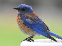 Bluebird2.jpg
