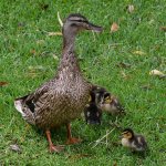 Mallard3.jpg