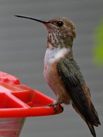 Hummer5.jpg