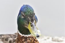 _ROY3017_00001.jpg