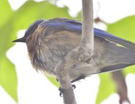 _ROY3028_00001.jpg