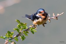 BarnSwallow-520.jpg