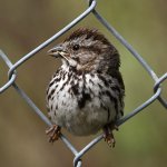 Sparrow5.jpg