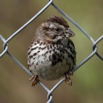 Sparrow7.jpg