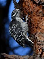 Woodpecker.jpg