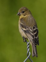 Goldfinch5.jpg