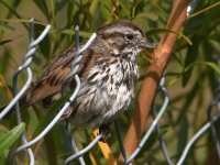 Sparrow3.jpg