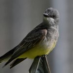 CassinsKingbird2.jpg