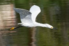 SnowyFlight-510.jpg