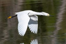 SnowyFlight-511.jpg