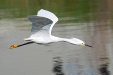 SnowyFlight-512.jpg