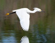 SnowyFlight-513.jpg