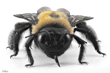 female carpenter bee.jpg