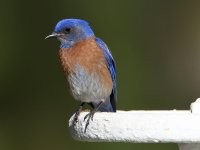 Bluebird.jpg
