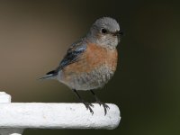 Bluebird2.jpg