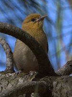 Oriole2.jpg