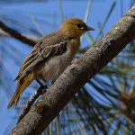 Oriole4.jpg