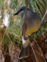 CassinsKingbird2.jpg