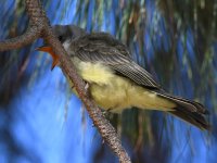CassinsKingbird8.jpg