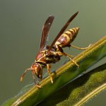 Wasp.jpg