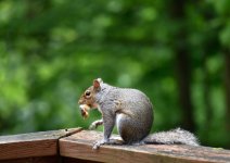 Squirrel with Bone 1 (1 of 1).jpg