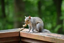 Squirrel with Bone 2 (1 of 1).jpg
