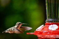 Hummingbird 5.30.20 (3 of 5).jpg Hummingbird 5.30.20 (3 of 5).jpg