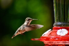 Hummingbird 5.30.20 (2 of 5).jpg Hummingbird 5.30.20 (2 of 5).jpg