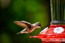 Hummingbird 5.30.20 (1 of 5).jpg Hummingbird 5.30.20 (1 of 5).jpg