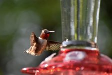 Hummingbird Ruby Throat 1 (1 of 1).jpg Hummingbird Ruby Throat 1 (1 of 1).jpg