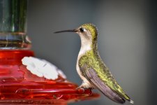 Hummingbird Perch 1 (1 of 1).jpg Hummingbird Perch 1 (1 of 1).jpg
