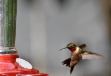 Hummingbird Ruby Throat 2 (1 of 1).jpg Hummingbird Ruby Throat 2 (1 of 1).jpg