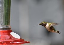 Hummingbird Approach 1 (1 of 1).jpg Hummingbird Approach 1 (1 of 1).jpg