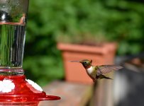 Ruby Throat approach June 1 (1 of 1).jpg Ruby Throat approach June 1 (1 of 1).jpg