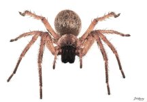 Golden Huntsman Spider.jpg